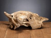 Buffalo Skull, with Arrowhead