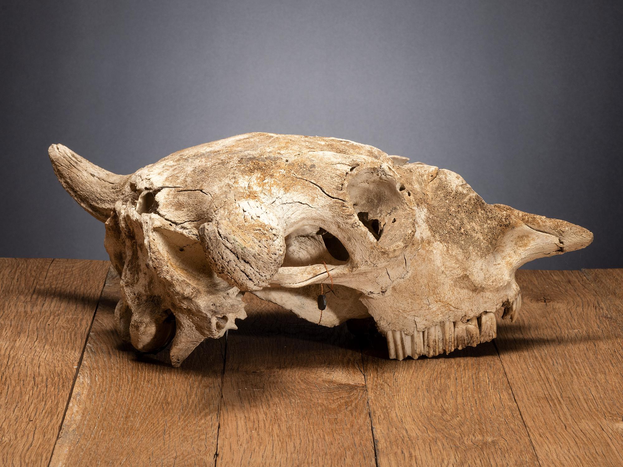Buffalo Skull, with Arrowhead