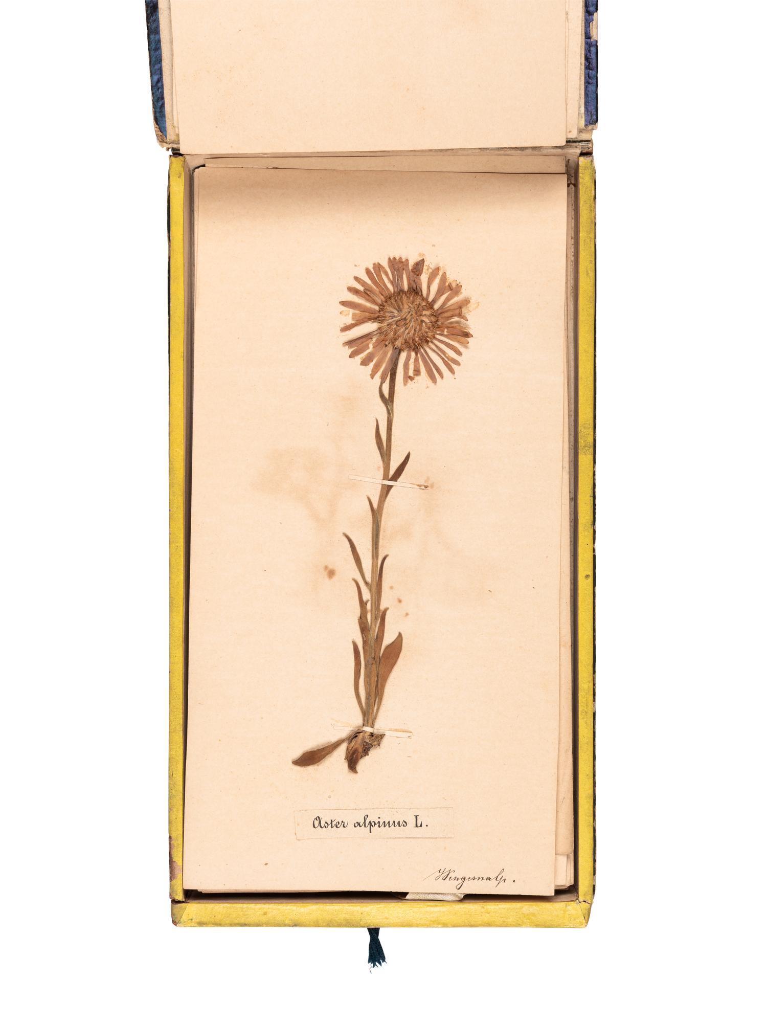 [SPECIMEN ALBUM]. "Phaneroganiae alpinae." 1869.