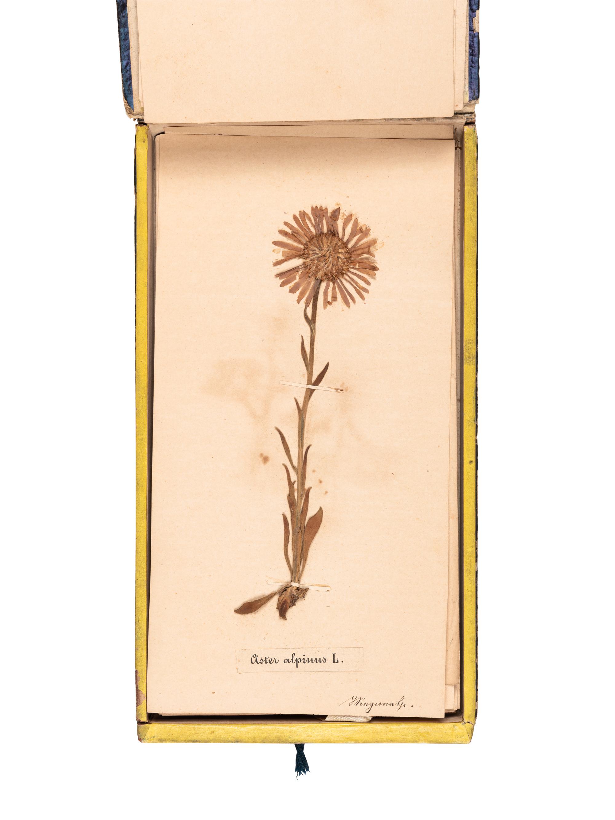 [SPECIMEN ALBUM]. "Phaneroganiae alpinae." 1869.
