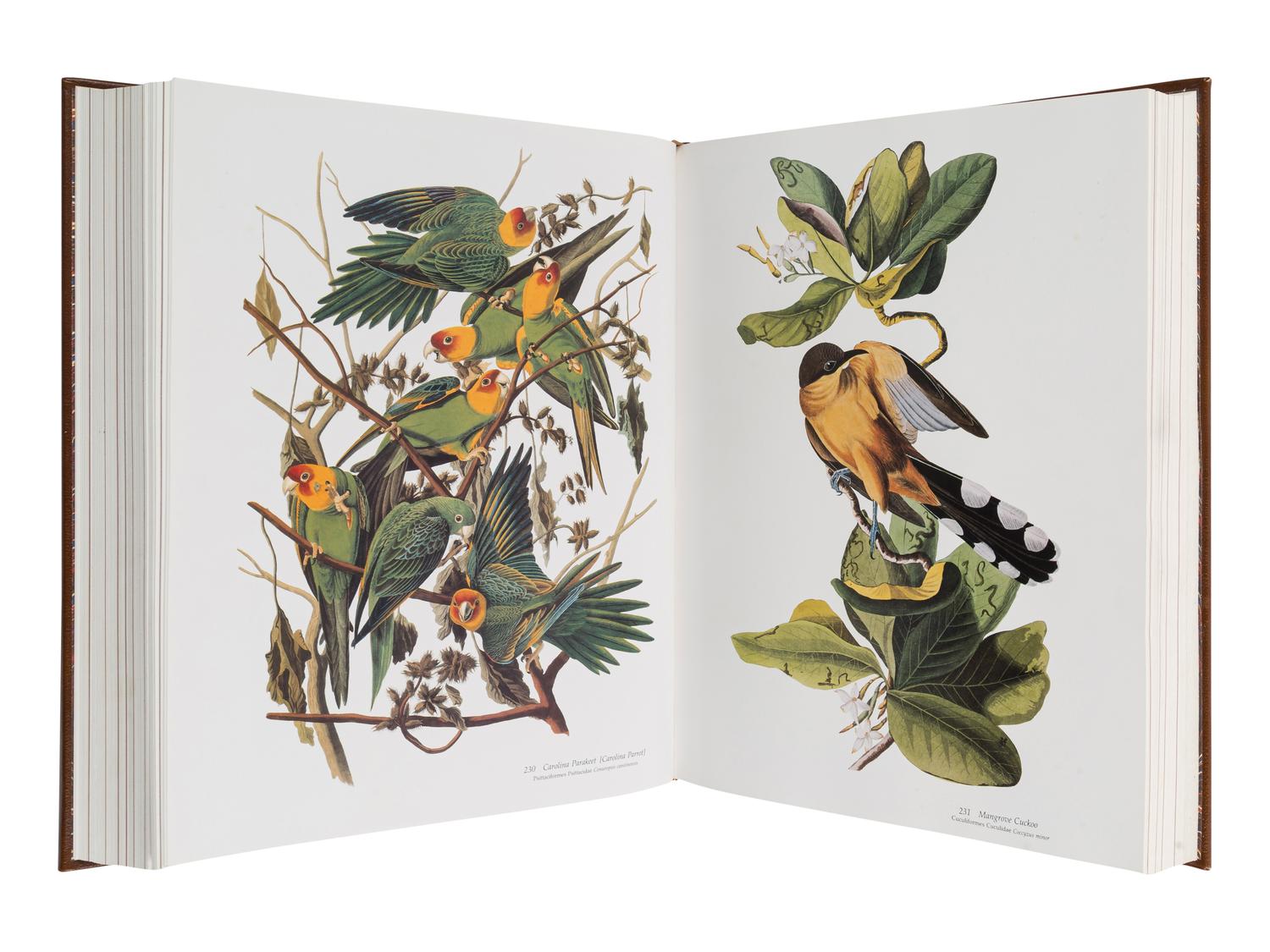 AUDUBON, John James (1785-1851). PETERSON, Roger Tory and Virginia Marie PETERSON. The Audubon Society Baby Elephant Folio Audubon's Birds of America. New York: Abbeville Press, 1981.