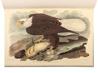 AUDUBON, John James (1785-1851). The Birds of America . New York and Amsterdam: Johnson Reprint Co. & Theatrum Orbis Terrarum [i.e. Nico Israel], 1971-1972.