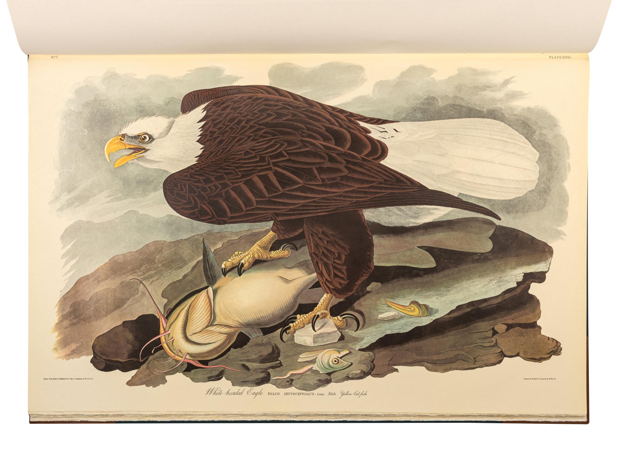 AUDUBON, John James (1785-1851). The Birds of America . New York and Amsterdam: Johnson Reprint Co. & Theatrum Orbis Terrarum [i.e. Nico Israel], 1971-1972.
