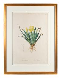 Six Colored Botanical Engravings