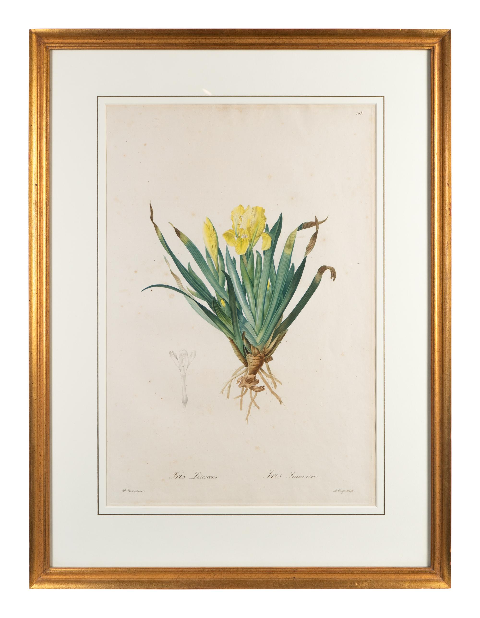 Six Colored Botanical Engravings
