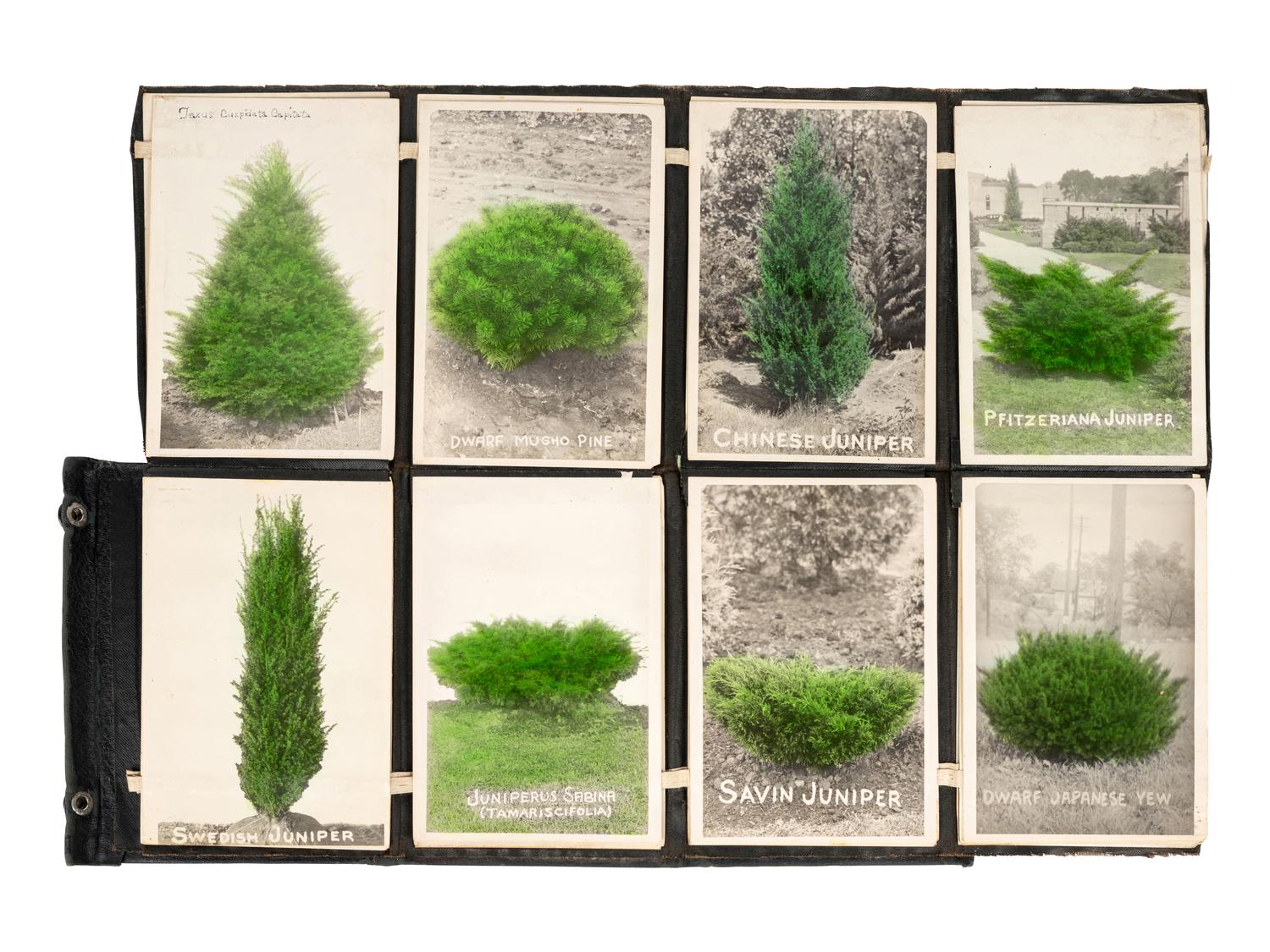 [FLOWERING PLANTS]. A group of 10 works, including: