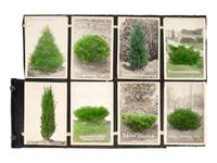 [FLOWERING PLANTS]. A group of 10 works, including: