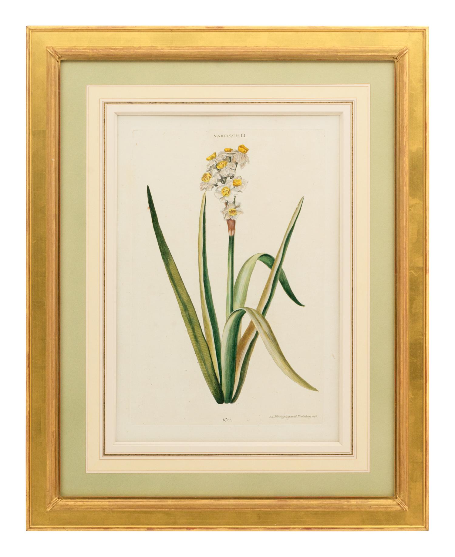 A Collection of Ten Abraham Munting Botanical Engravings from Naauwkeurige Beschryving Der Aardgewassen (1696)