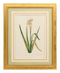 A Collection of Ten Abraham Munting Botanical Engravings from Naauwkeurige Beschryving Der Aardgewassen (1696)