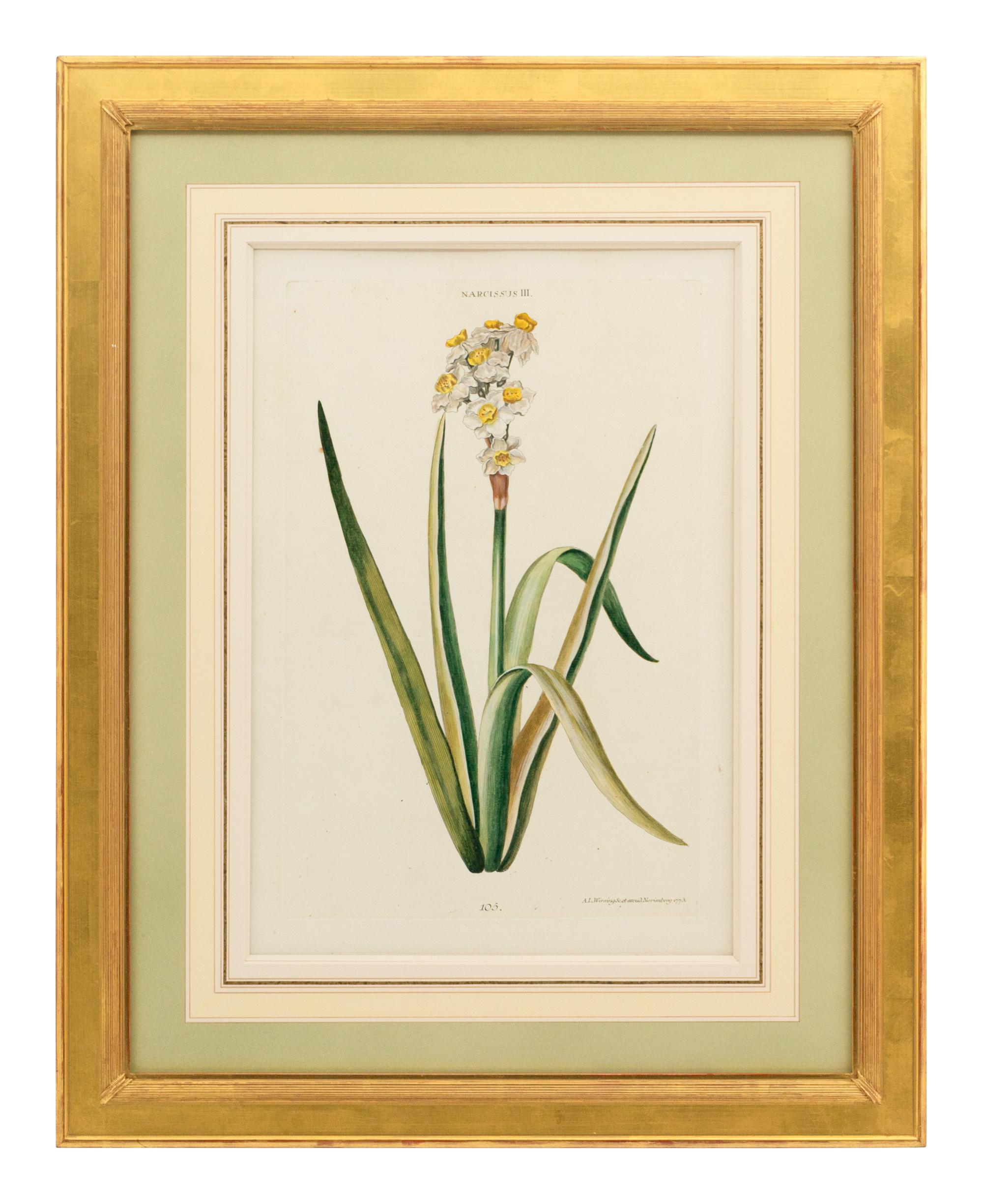 A Collection of Ten Abraham Munting Botanical Engravings from Naauwkeurige Beschryving Der Aardgewassen (1696)