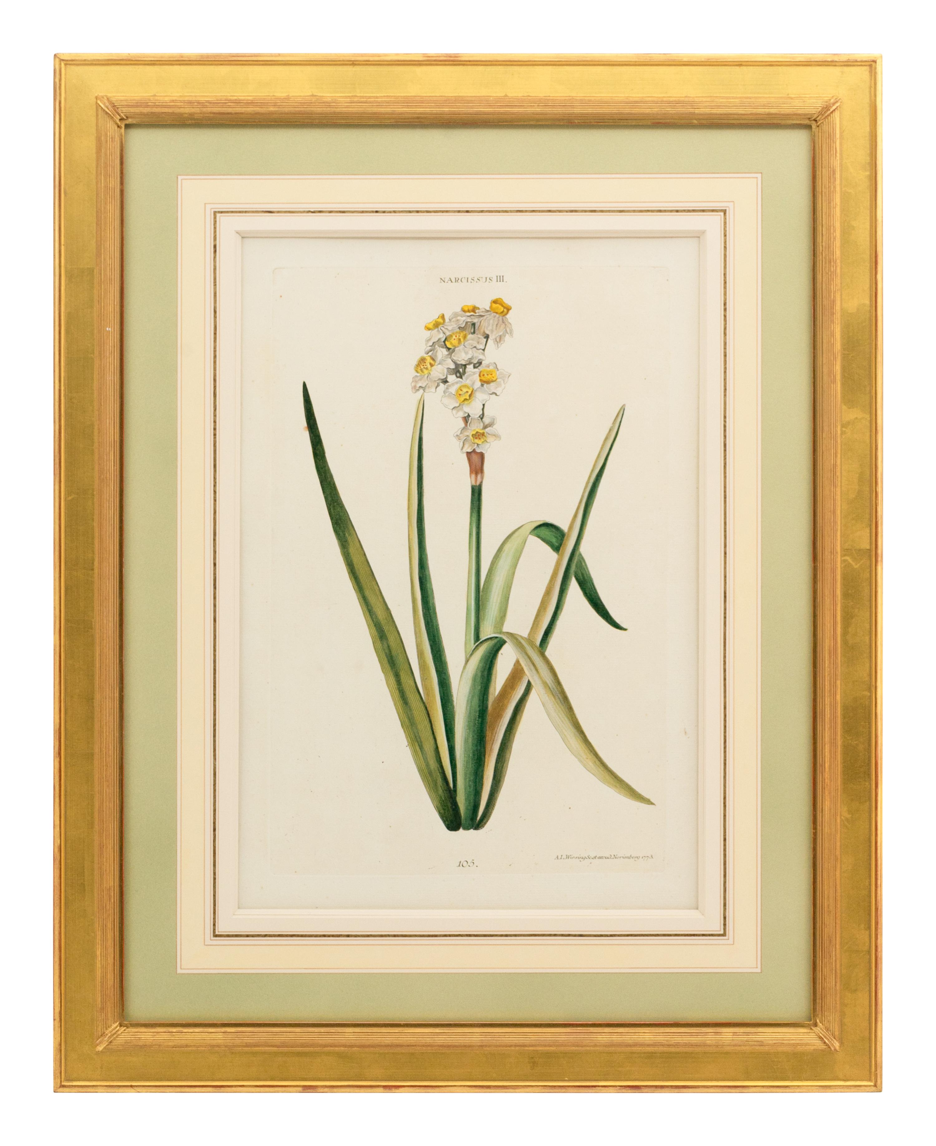 A Collection of Ten Abraham Munting Botanical Engravings from Naauwkeurige Beschryving Der Aardgewassen (1696)