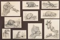 [ILLUSTRATION ART]. WRIGHT, Earl G., artist. A group of 16 sketches of wildlife.