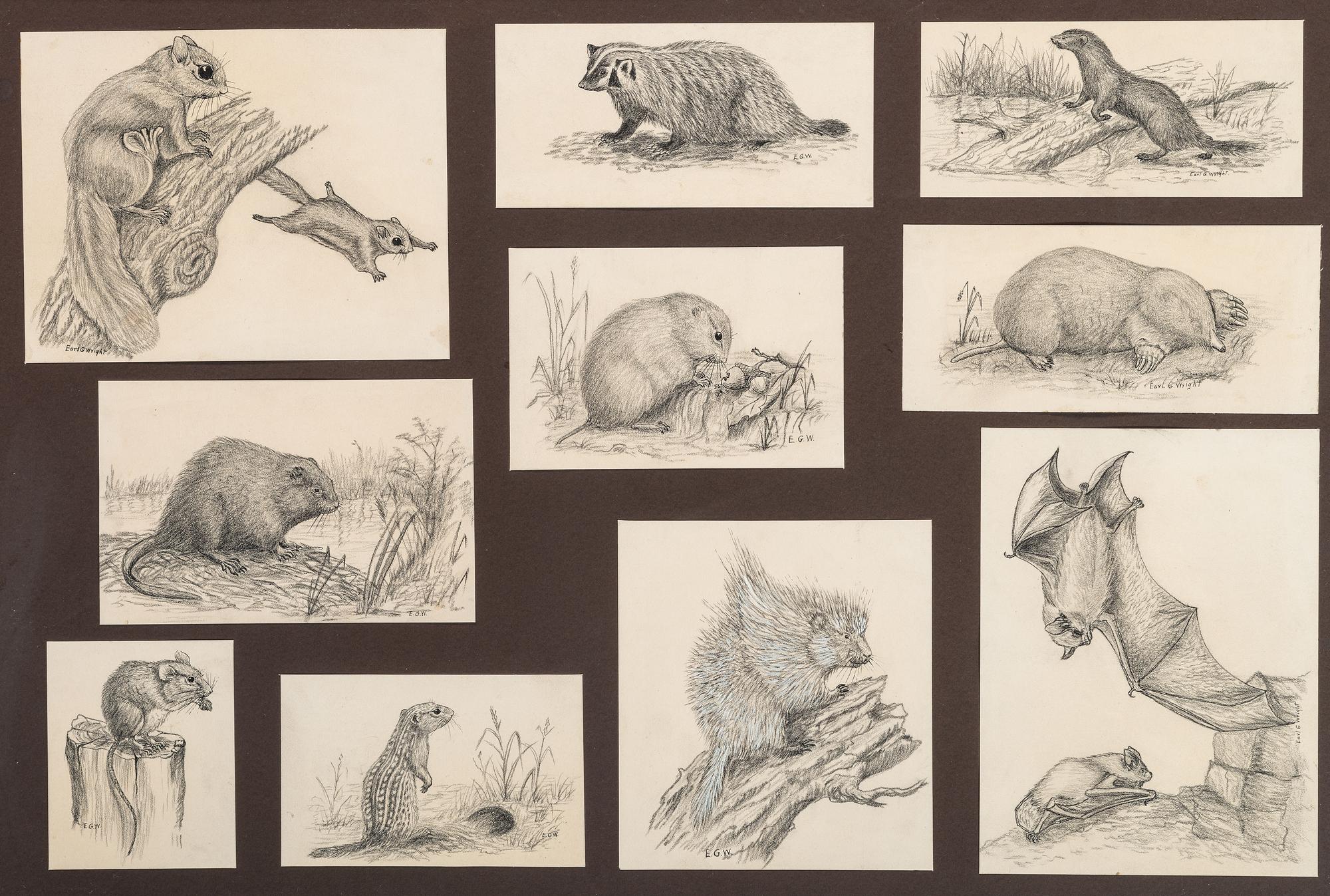 [ILLUSTRATION ART]. WRIGHT, Earl G., artist. A group of 16 sketches of wildlife.