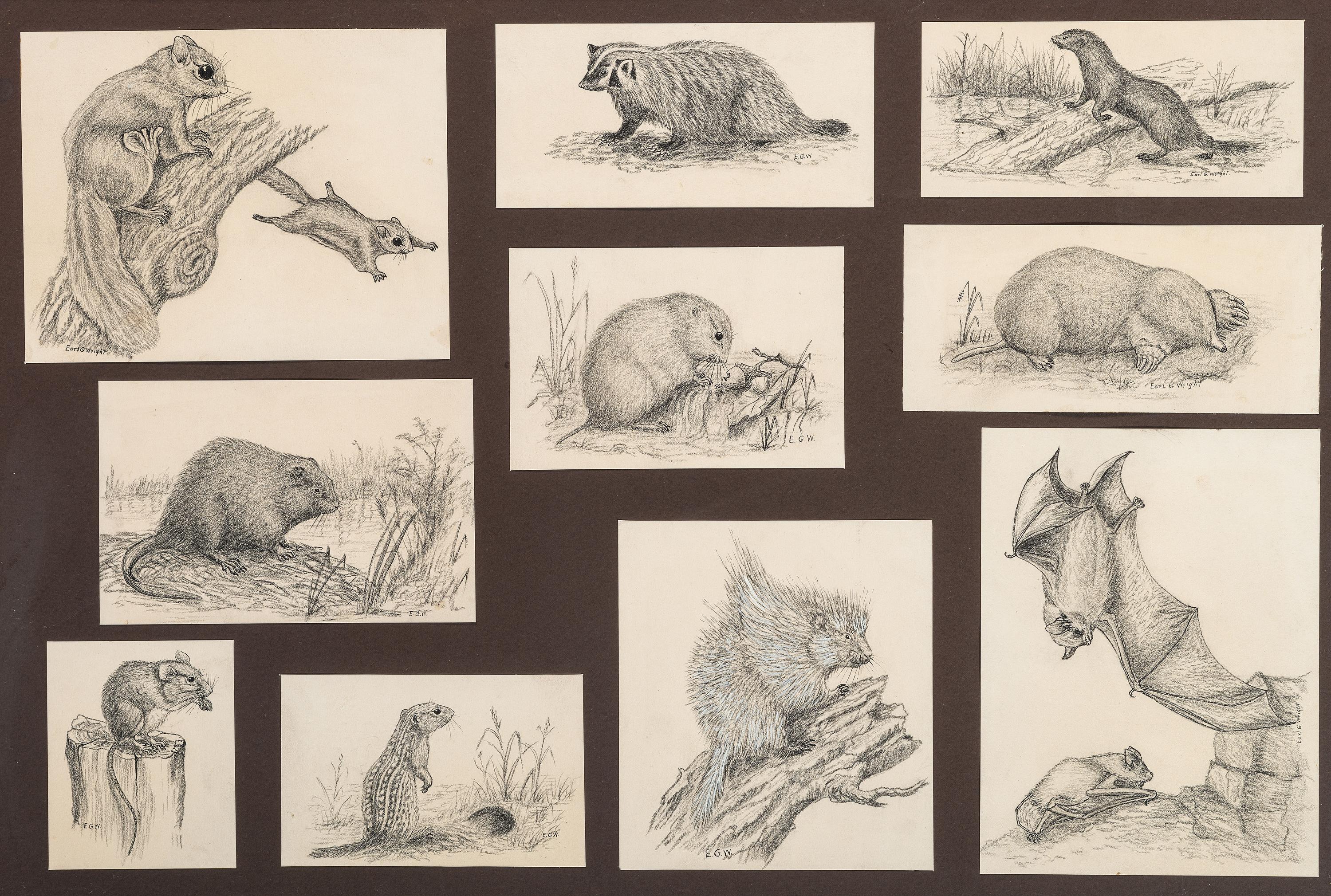 [ILLUSTRATION ART]. WRIGHT, Earl G., artist. A group of 16 sketches of wildlife.
