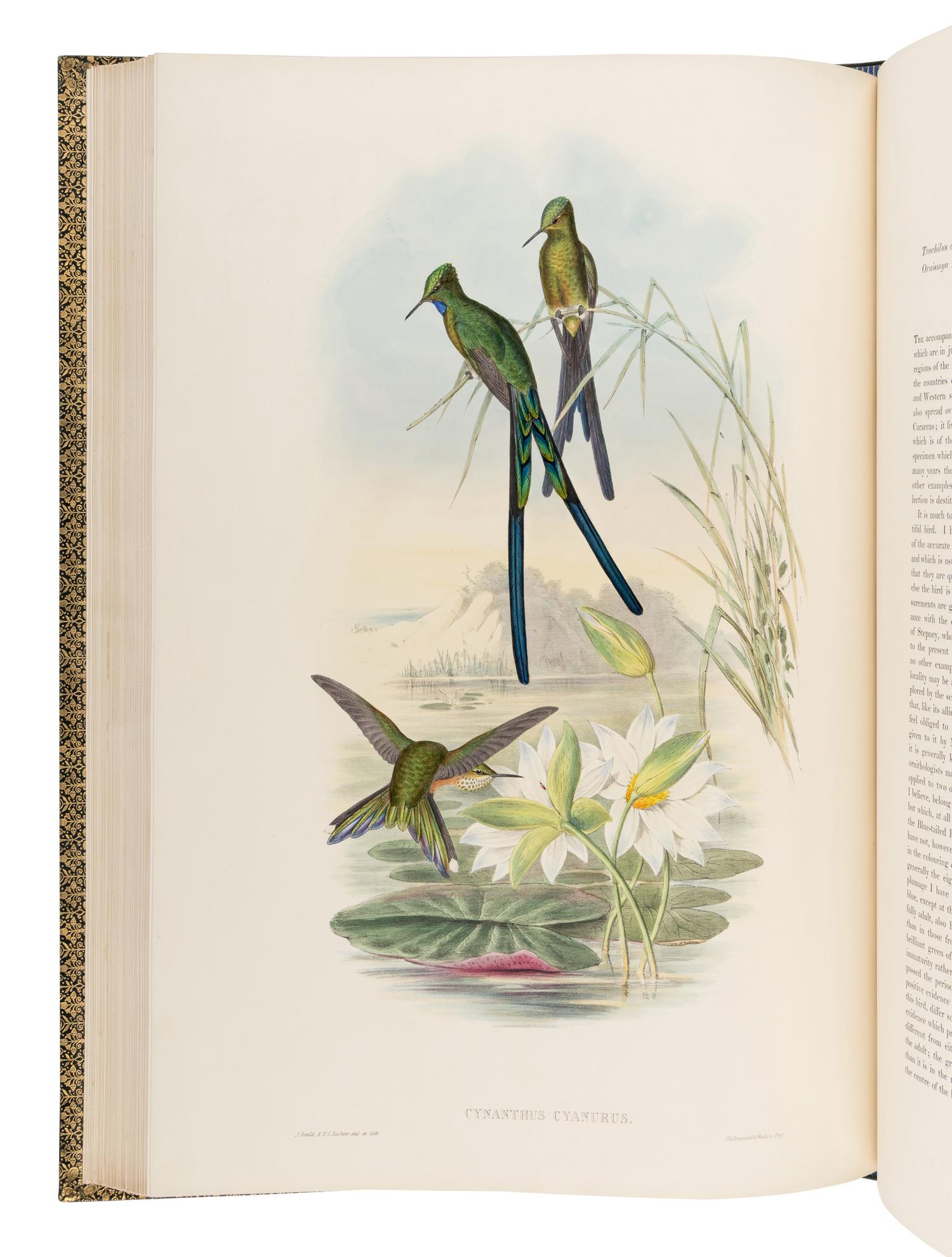GOULD, John (1804-1881). A Monograph of the Trochilidae, or Family of Humming-Birds . London: Taylor and Francis for the Author, [1849]-1861.