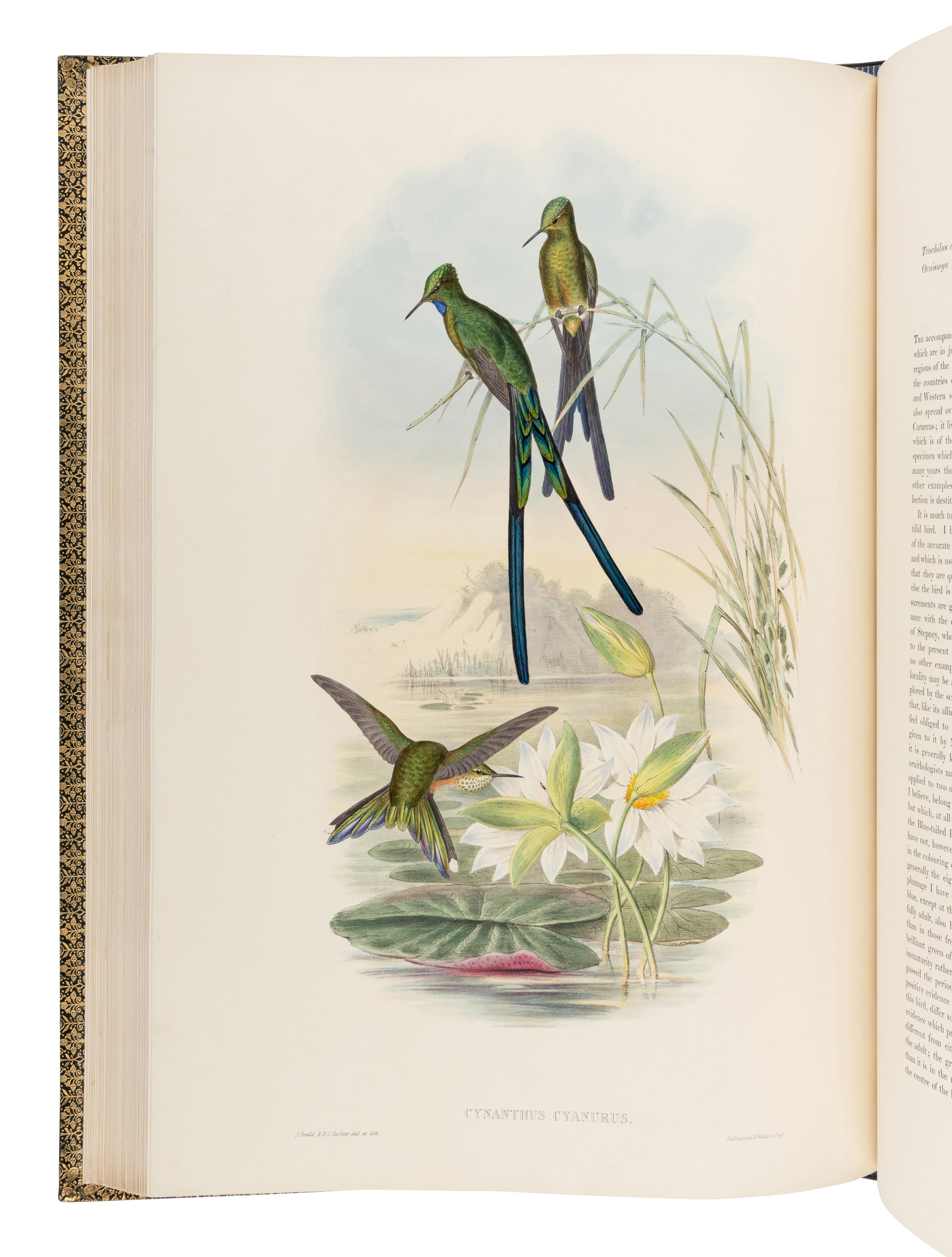 GOULD, John (1804-1881). A Monograph of the Trochilidae, or Family of Humming-Birds . London: Taylor and Francis for the Author, [1849]-1861.