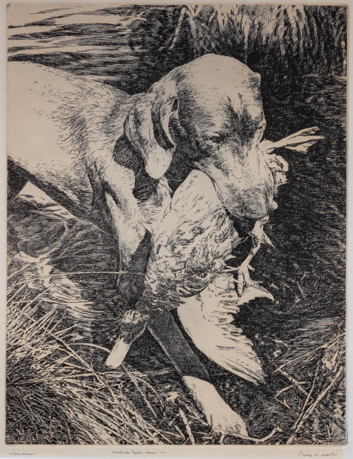 An Etching of a Weimaraner Image: 12 5/8 x 9 7/8 inches.