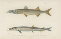 A Set of Eight Hand-Colored Fish Engravings