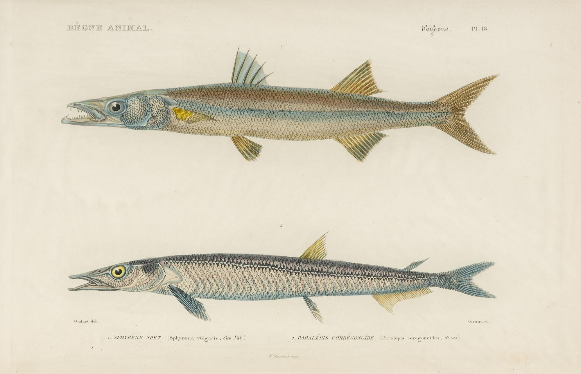 A Set of Eight Hand-Colored Fish Engravings