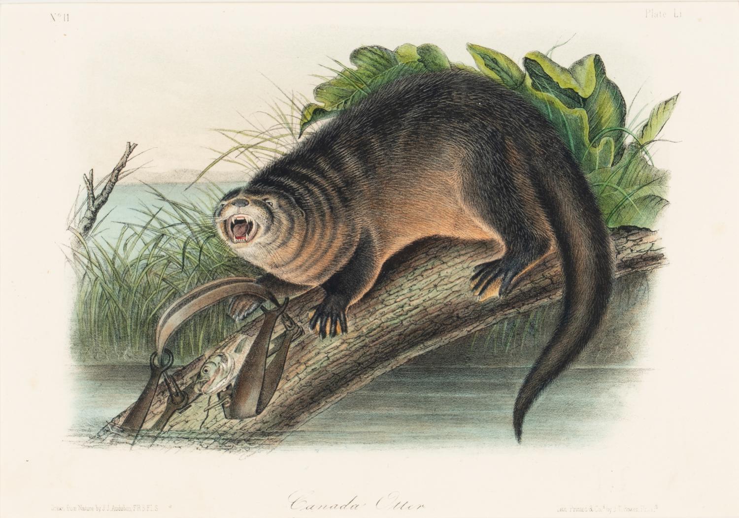 [Prints] Audubon, John James Group of 6 Lithographs from the Quadrupeds of America