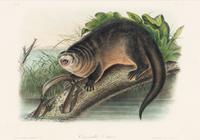 [Prints] Audubon, John James Group of 6 Lithographs from the Quadrupeds of America