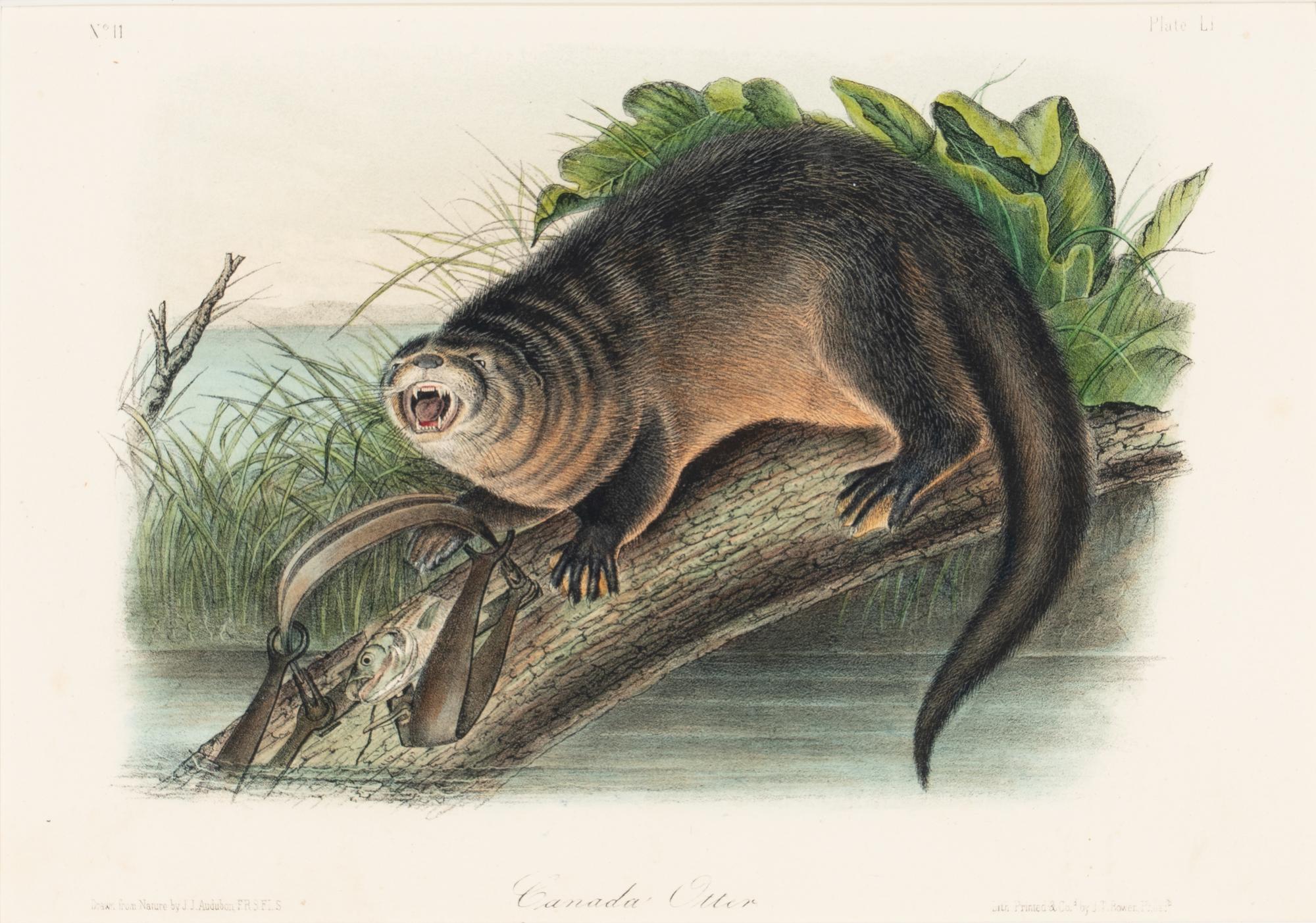 [Prints] Audubon, John James Group of 6 Lithographs from the Quadrupeds of America