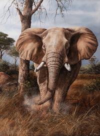 Elephant