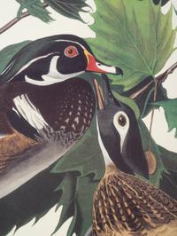 AUDUBON, John James (1785-1851). .
