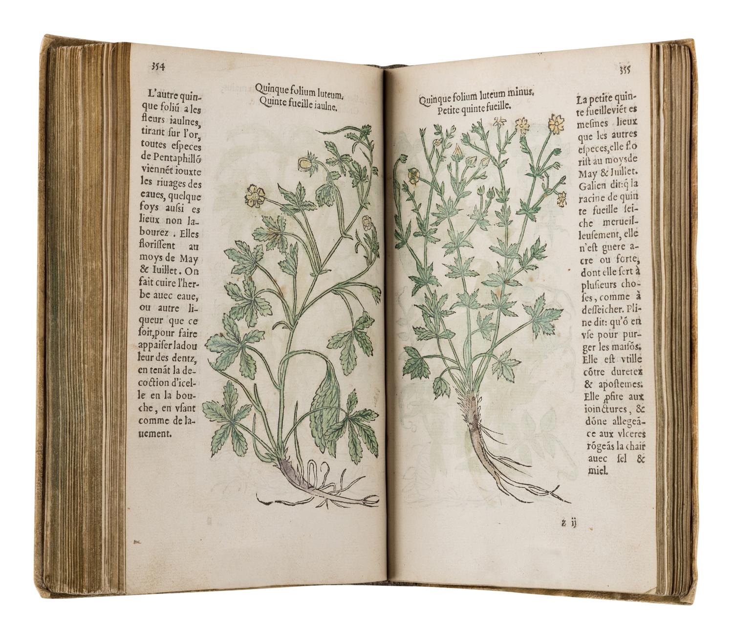 FUCHS, Leonhart (1501-1566). Histoire des Plantes de M. Leonhart Fuschsius, avec les noms Grecs, Latins & Fraçoys . Paris: Arnold Byrkman, 1549.