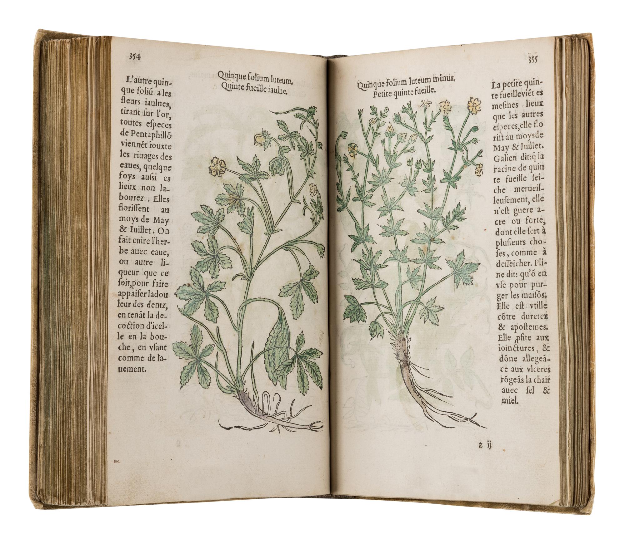FUCHS, Leonhart (1501-1566). Histoire des Plantes de M. Leonhart Fuschsius, avec les noms Grecs, Latins & Fraçoys . Paris: Arnold Byrkman, 1549.