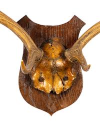 A Taxidermy Antler Mount