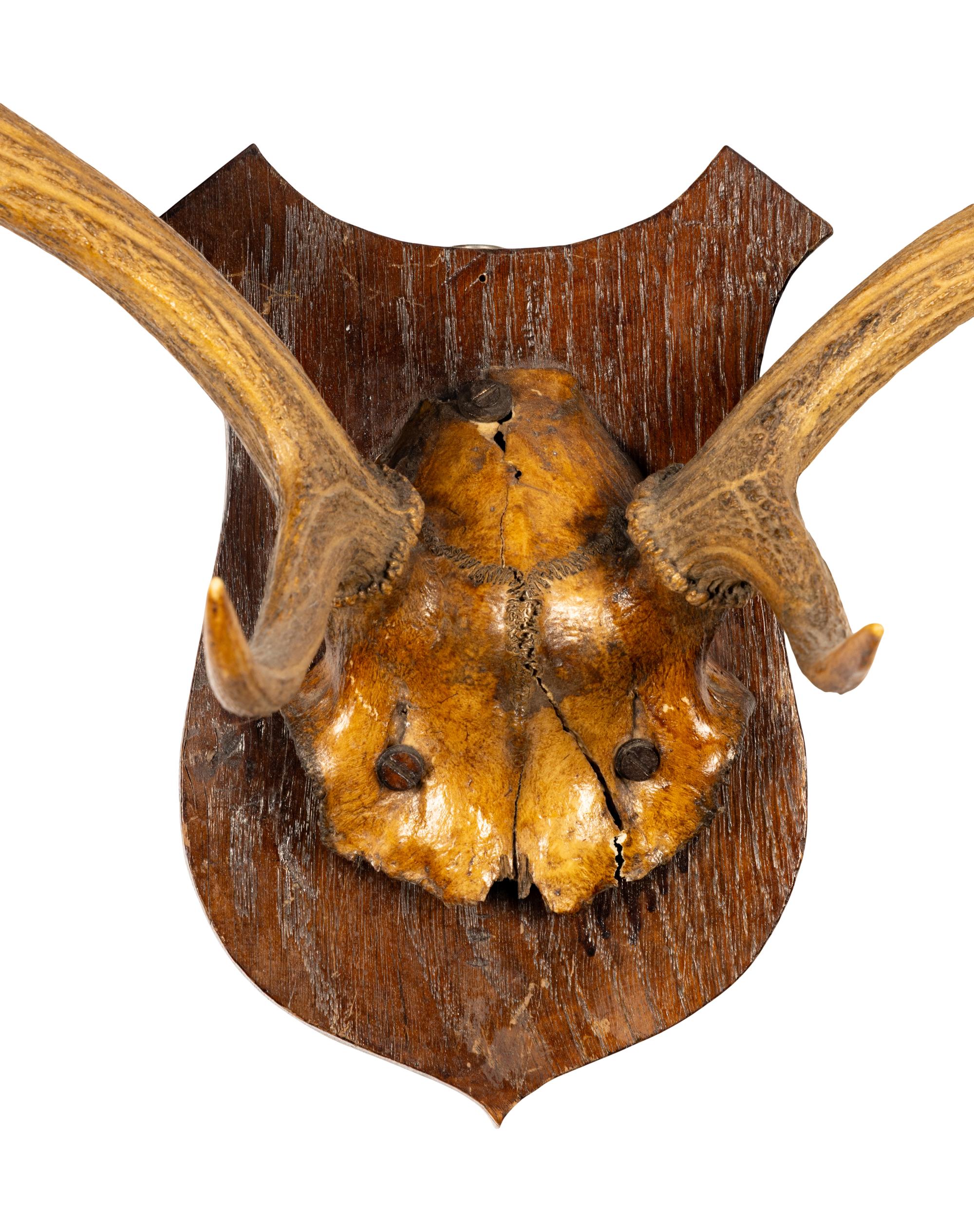A Taxidermy Antler Mount