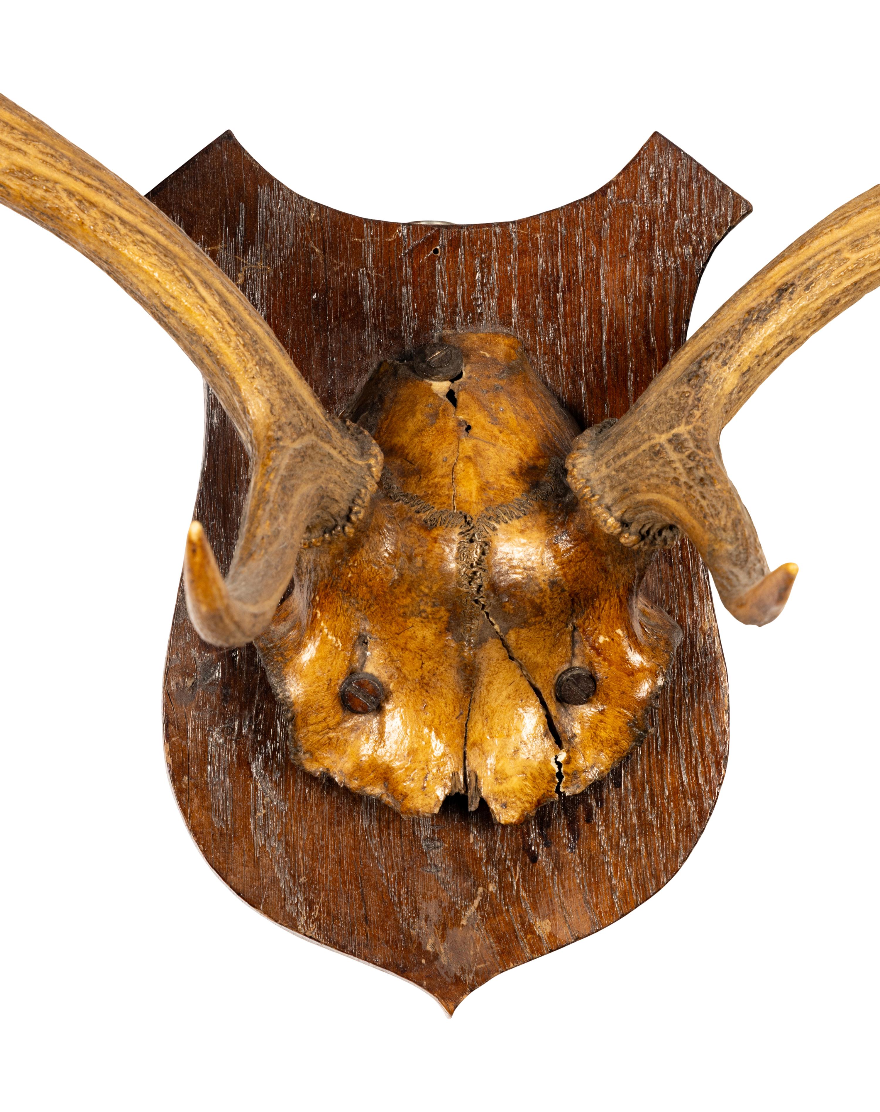 A Taxidermy Antler Mount