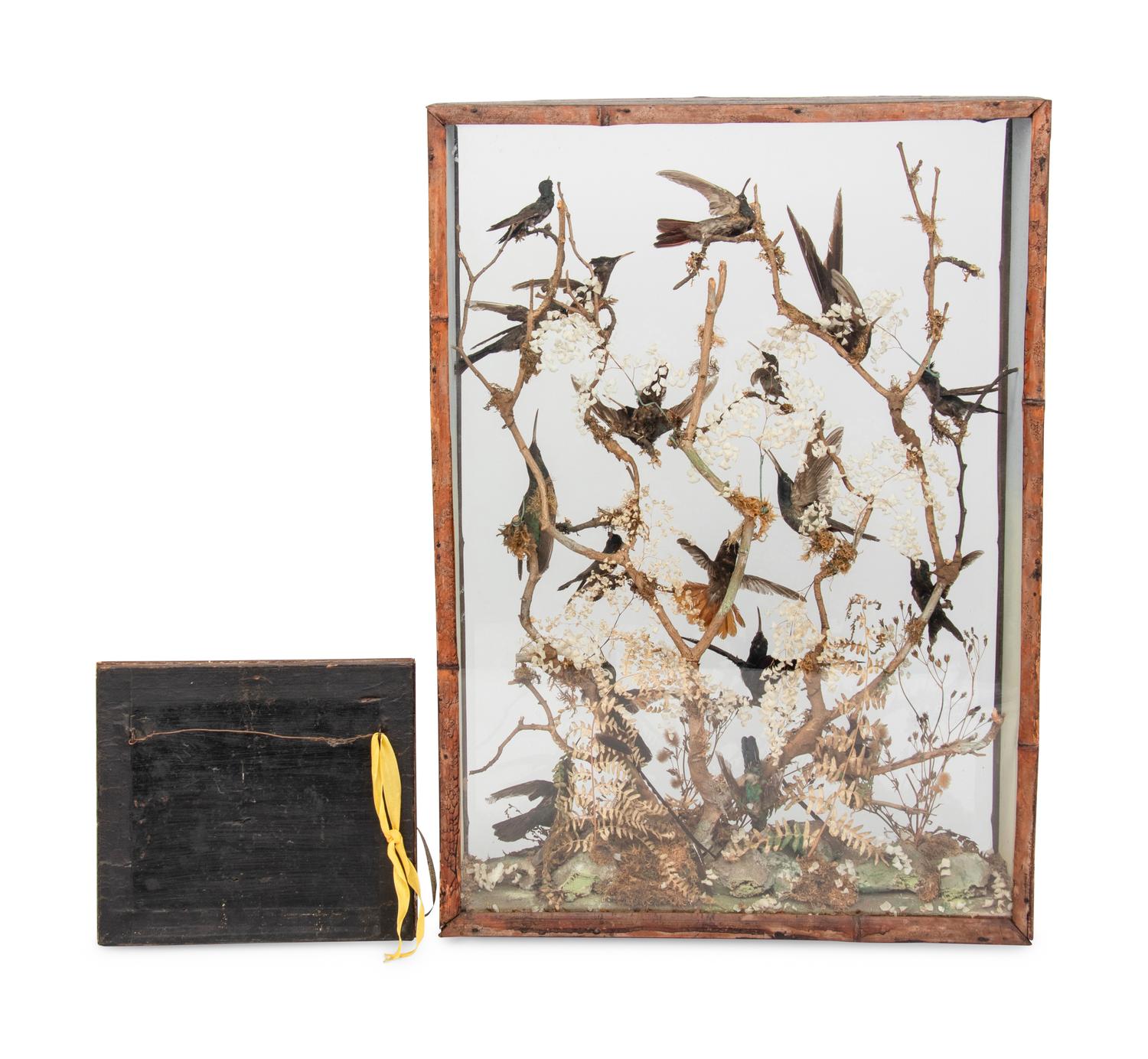 A Victorian Taxidermy Hummingbird Diorama