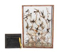 A Victorian Taxidermy Hummingbird Diorama