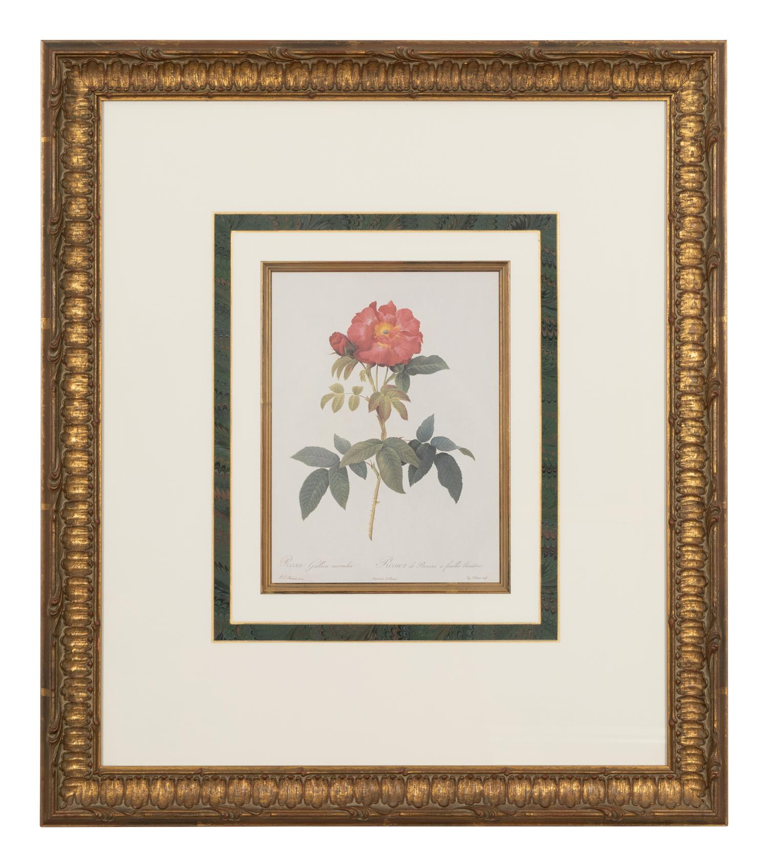 A Set of Six Chromolithographs of Roses after Pierre Joseph Redouté