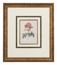 A Set of Six Chromolithographs of Roses after Pierre Joseph Redouté