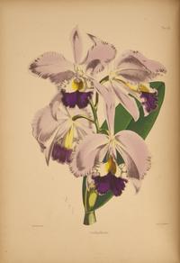 [Natural History] Warner, Robert. Select Orchidaceous Plants