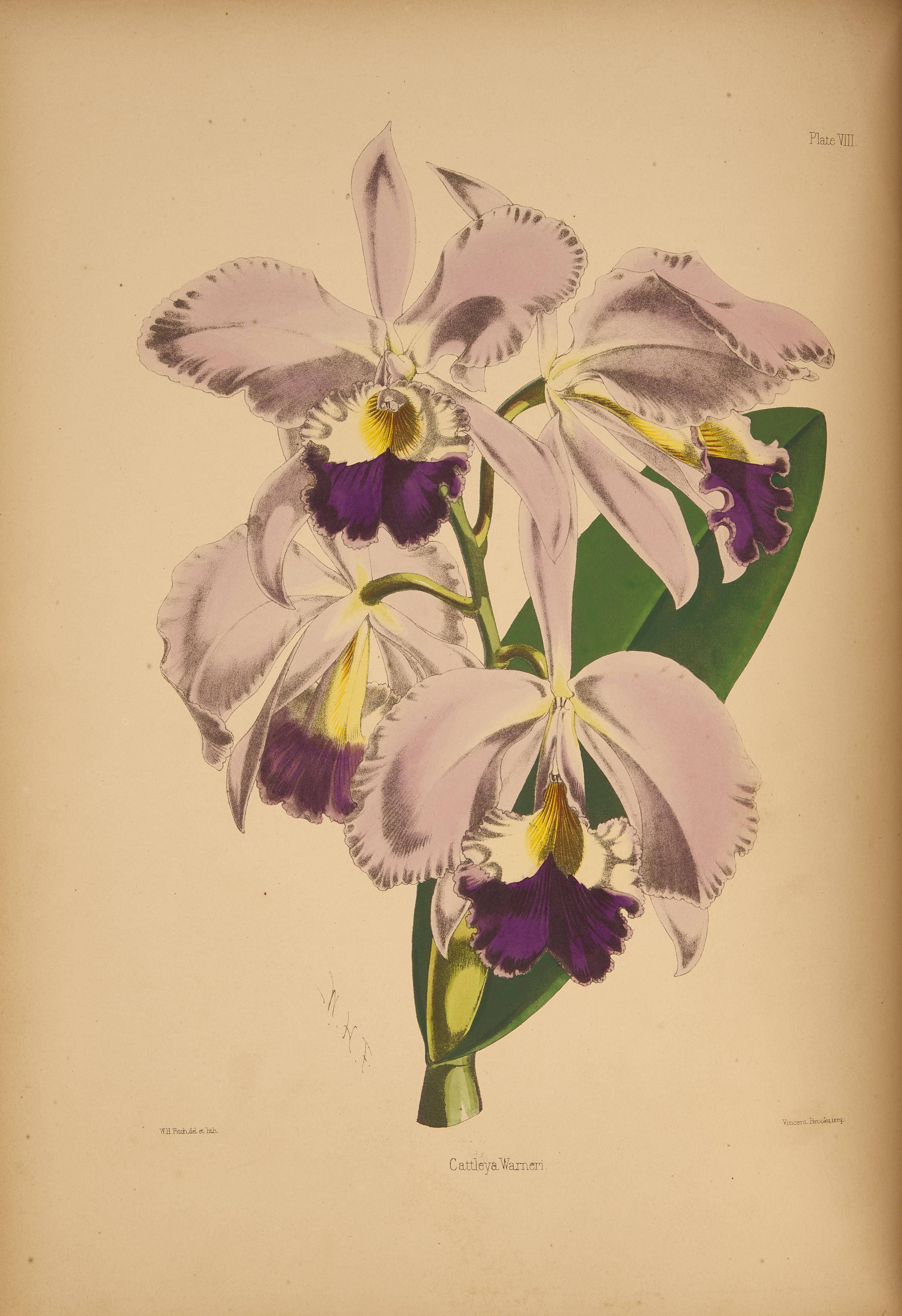 [Natural History] Warner, Robert. Select Orchidaceous Plants