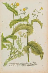 A Group of Six Hand-Colored Botanical Engravings from Johann A Weinmann's Phytanthoza Iconographia — CIRCA 1740
