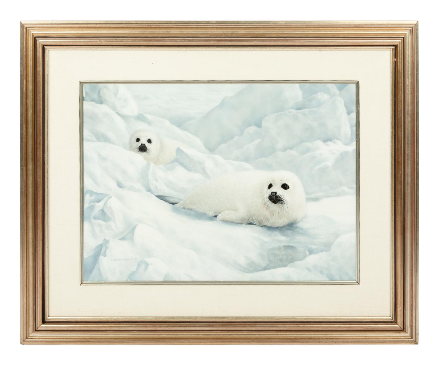 Harp Seals