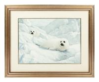 Harp Seals