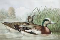 Alexander Pope Jr., (American, 1849-1924), chromolithograph Upland Game Birds and Waterfowl of the United States portfolio of 22 prints
