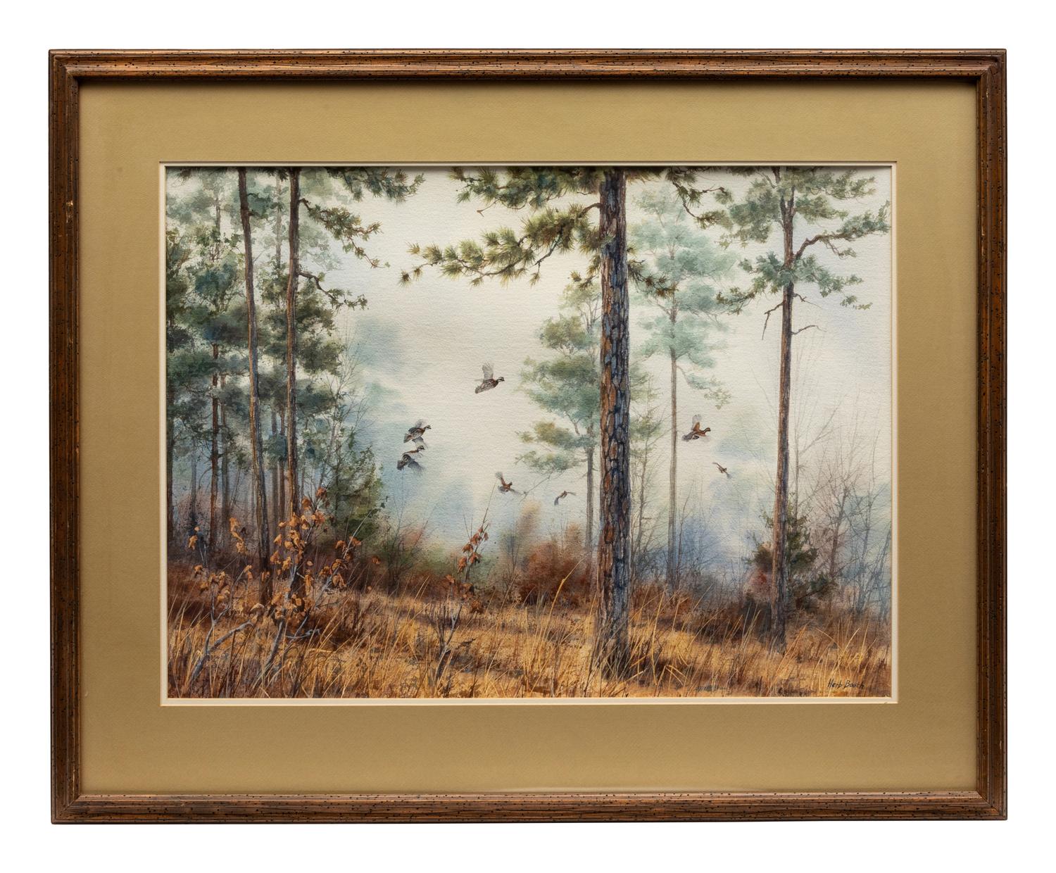 Quail in Pine Forest