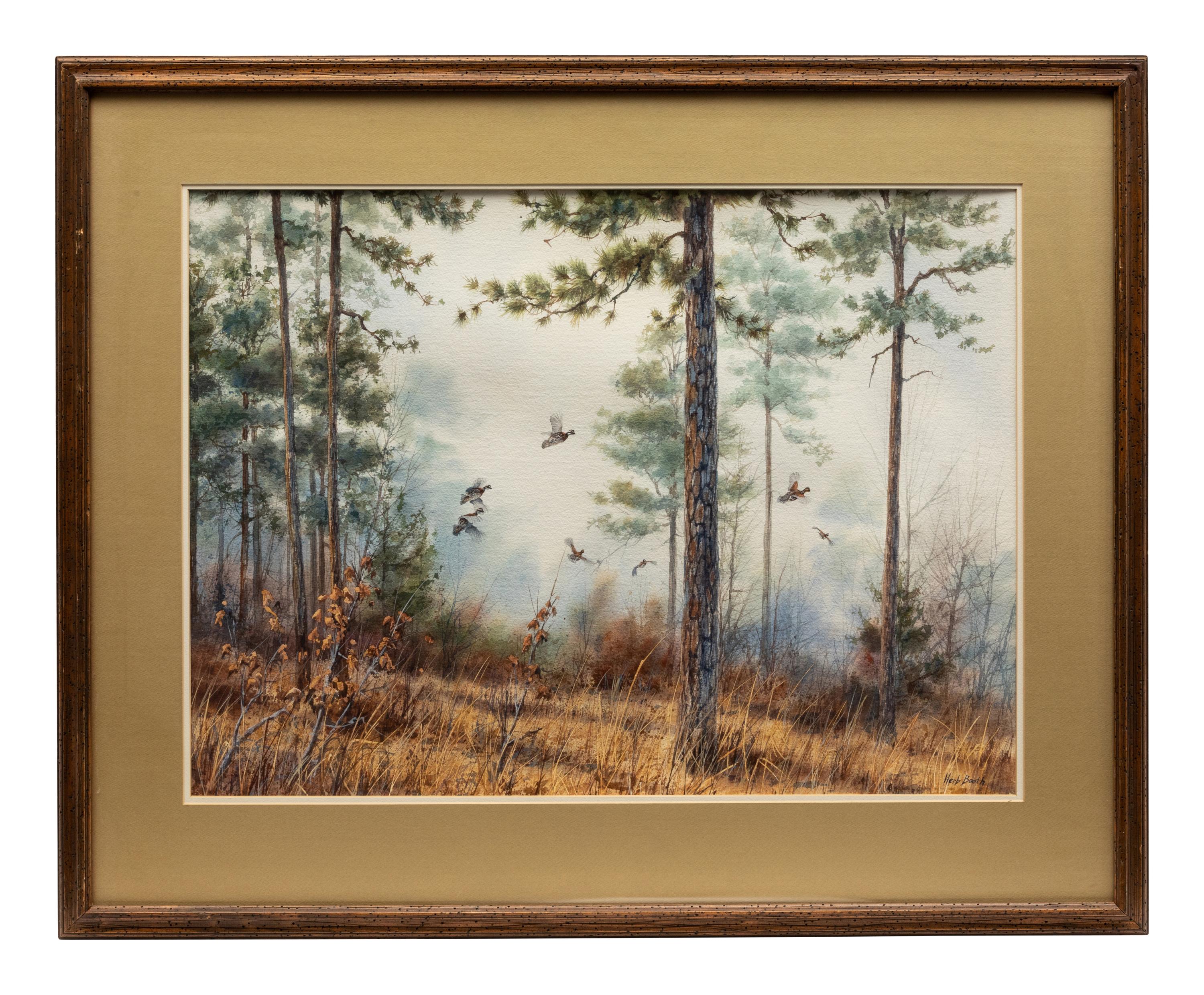 Quail in Pine Forest