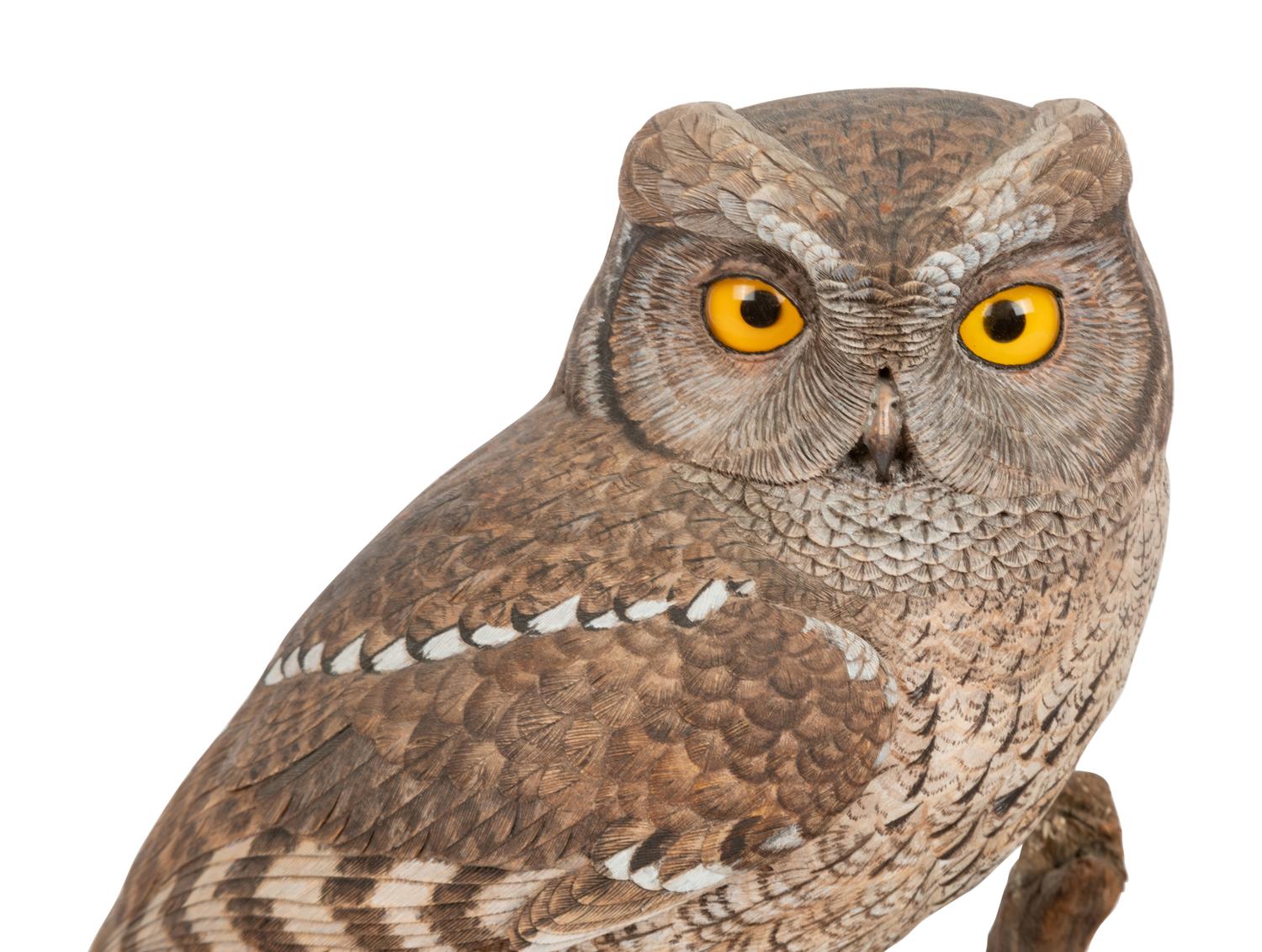 Otus Asio (Eastern Screech Owl)