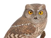 Otus Asio (Eastern Screech Owl)