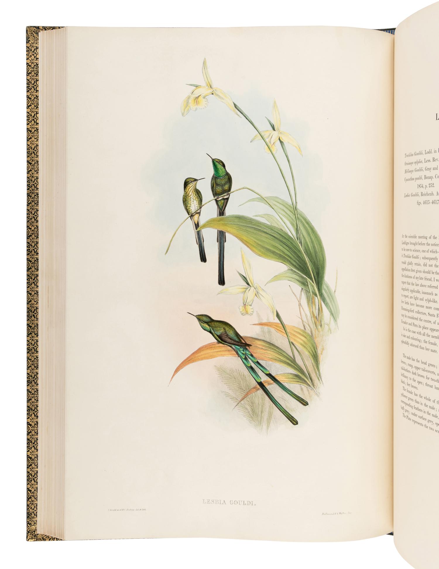 GOULD, John (1804-1881). A Monograph of the Trochilidae, or Family of Humming-Birds . London: Taylor and Francis for the Author, [1849]-1861.