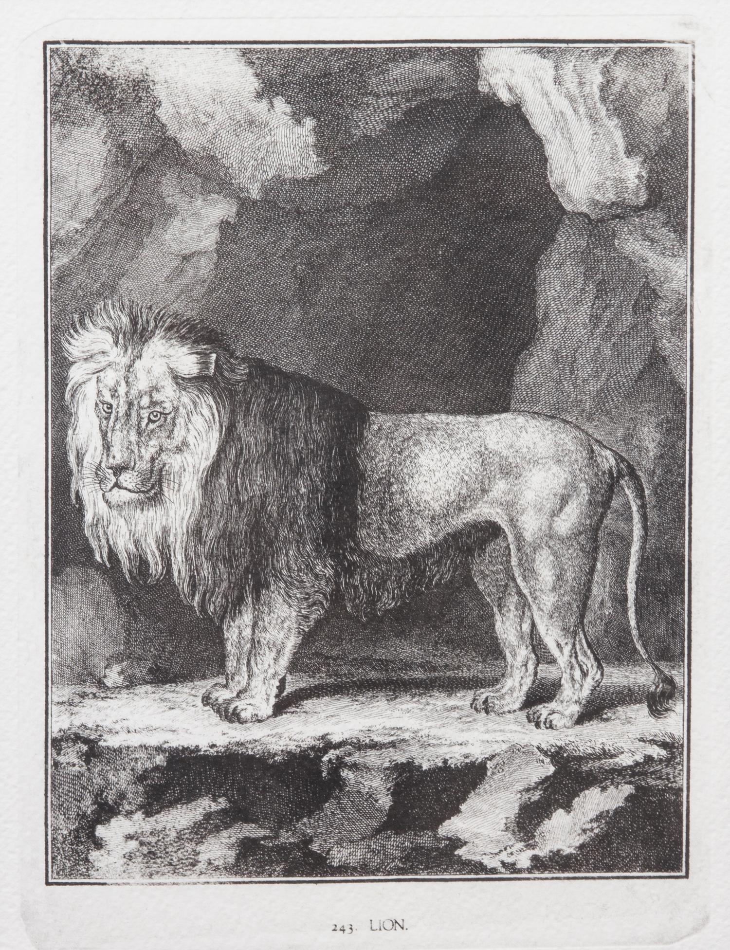 A Collection of Twenty Framed Black & White Animal Prints Framed size 21 3/4 x 19 1/2 inches. — 20TH CENTURY