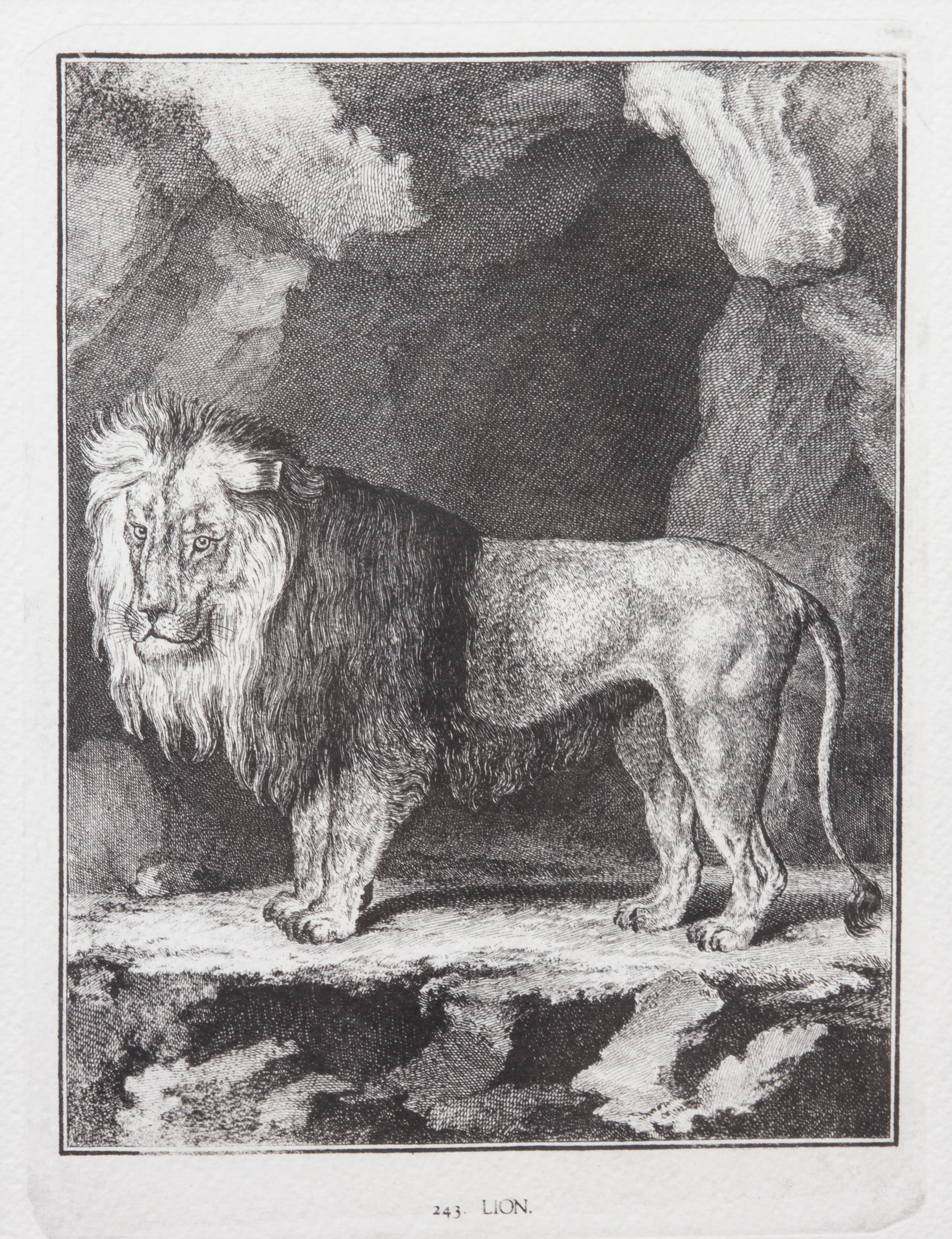 A Collection of Twenty Framed Black & White Animal Prints Framed size 21 3/4 x 19 1/2 inches. — 20TH CENTURY